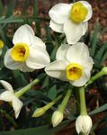 Foto Flores de salón Narcisos, Daffy Dilly Abajo herbáceas (Narcissus), blanco