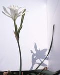 снимка Интериорни цветове Морски Нарцис, Море Лилия, Пясъчна Лилия тревисто (Pancratium), бял