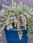 Photo des fleurs en pot Romarin des arbustes (Rosmarinus), bleu ciel