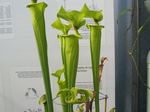Фото Домашні Квіти Сарраценія трав'яниста (Sarracenia), зелений