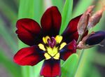 fotoğraf Evin çiçekler Sparaxis otsu bir bitkidir , koyu kırmızı