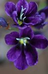 Foto Flores de salón Sparaxis herbáceas , púrpura