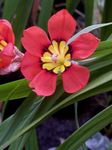 fotoğraf Evin çiçekler Sparaxis otsu bir bitkidir , kırmızı
