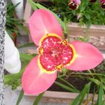 foto Casa de Flores Tigridia, Mexican Shell-Flower planta herbácea , rosa
