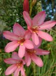 φωτογραφία Εσωτερικά λουλούδια Tritonia ποώδη , ροζ