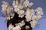 Foto Māja Ziedi Tritonia zālaugu augs , balts
