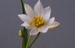 fotografija Sobne cvetje Tulipan travnate , bela