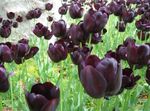 Foto Māja Ziedi Tulpe zālaugu augs (Tulipa), bordo