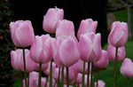 სურათი სახლი ყვავილები Tulip ბალახოვანი მცენარე (Tulipa), ვარდისფერი