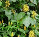照 巴西羽，火鹤花 灌木 (Jacobinia), 黄