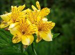 Фото Домашні Квіти Альстремерія трав'яниста (Alstroemeria), жовтий
