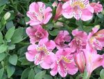 Photo House Flowers Peruvian Lily herbaceous plant (Alstroemeria), pink