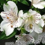 Photo House Flowers Peruvian Lily herbaceous plant (Alstroemeria), white