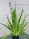 fotografija Sobne cvetje Blue Corn Lily travnate (Aristea ecklonii), svetlo modra