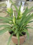 foto I fiori domestici Curcuma erbacee , bianco
