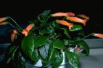 Nuotrauka Namas Gėlės Gesneria žolinis augalas , oranžinis