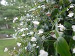 fotoğraf Evin çiçekler Tahiti Gelinlik Duvak otsu bir bitkidir (Gibasis), beyaz