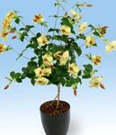 Photo des fleurs en pot Or Trompette Arbuste une liane (Allamanda), jaune