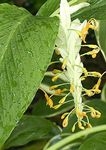 foto Huis Bloemen Dansende Dame kruidachtige plant (Globba), wit