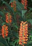 Photo House Flowers Hedychium, Butterfly Ginger herbaceous plant , red