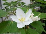 fotografie Flori de Casa Copac Orhidee (Bauhinia), alb