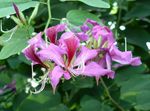 fotografie Flori de Casa Copac Orhidee (Bauhinia), liliac