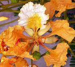 Foto Māja Ziedi Royal Poinciana, Ekstravagants Koks (Delonix regia), oranžs