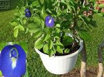 Foto Unutarnja Cvjetovi Leptir Graška lijana (Clitoria ternatea), plava