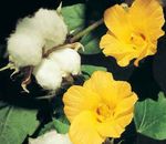 Foto Māja Ziedi Gossypium, Kokvilnas Augs krūms , dzeltens