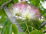 სურათი სახლი ყვავილები აბრეშუმის ხე (Albizia julibrissin), ვარდისფერი