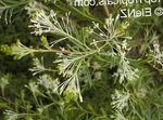 Photo des fleurs en pot Grevillea des arbustes (Grevillea sp.), blanc