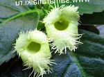zdjęcie Pokojowe Kwiaty Alsobiya ampelnye (Alsobia), zielony