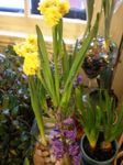 fénykép Ház Virágok Amarillisz lágyszárú növény (Hippeastrum), sárga