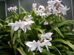 φωτογραφία Εσωτερικά λουλούδια Crinum ποώδη , λευκό