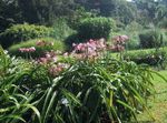 Фото Домашние Цветы Кринум травянистые (Crinum), розовый