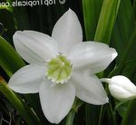 Photo des fleurs en pot Lys Amazon herbeux (Eucharis), blanc