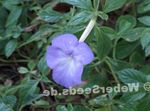 Photo Magic Flower, Nut Orchid hanging plant (Achimenes), light blue