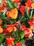 foto Casa de Flores Patience Plant, Balsam, Jewel Weed, Busy Lizzie planta herbácea (Impatiens), laranja