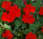 Foto Topfblumen Geduld Pflanze, Balsam, Juwel Unkraut, Busy Lizzie grasig (Impatiens), rot
