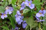 foto Casa de Flores Patience Plant, Balsam, Jewel Weed, Busy Lizzie planta herbácea (Impatiens), luz azul