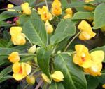 foto Casa de Flores Patience Plant, Balsam, Jewel Weed, Busy Lizzie planta herbácea (Impatiens), amarelo