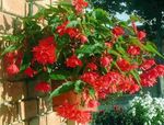 fotoğraf Evin çiçekler Begonya otsu bir bitkidir (Begonia), kırmızı