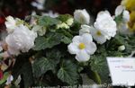 zdjęcie Pokojowe Kwiaty Begonia trawiaste , biały