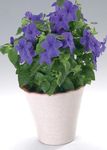 Photo House Flowers Browallia herbaceous plant , dark blue