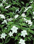 Photo House Flowers Browallia herbaceous plant , white