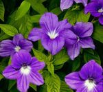 Foto Maja lilled Browallia rohttaim , purpurne