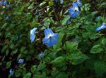 Photo House Flowers Browallia herbaceous plant , light blue