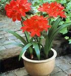 foto Huis Bloemen Vallota kruidachtige plant (Vallota (Cyrtanthus)), rood