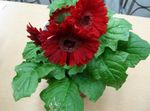 Photo House Flowers Transvaal Daisy herbaceous plant (Gerbera), claret