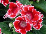 Photo House Flowers Sinningia (Gloxinia) herbaceous plant , red
